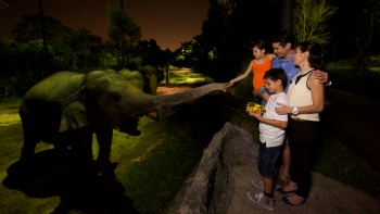 一家人與夜間動(dòng)物園內(nèi)的小象互動(dòng) 